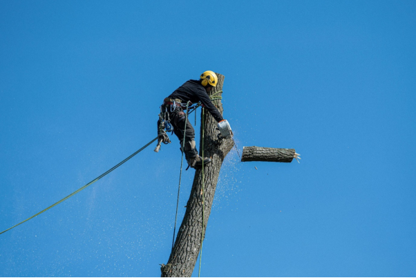 A forestry-worker is on a tree.